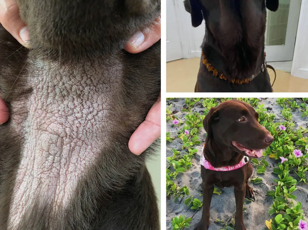 Kristina Johansen | Canine Nutritionist and Consultant