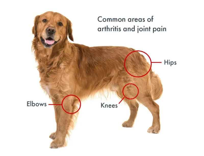Photo of dog with circled areas of most commenn spots for arthritis