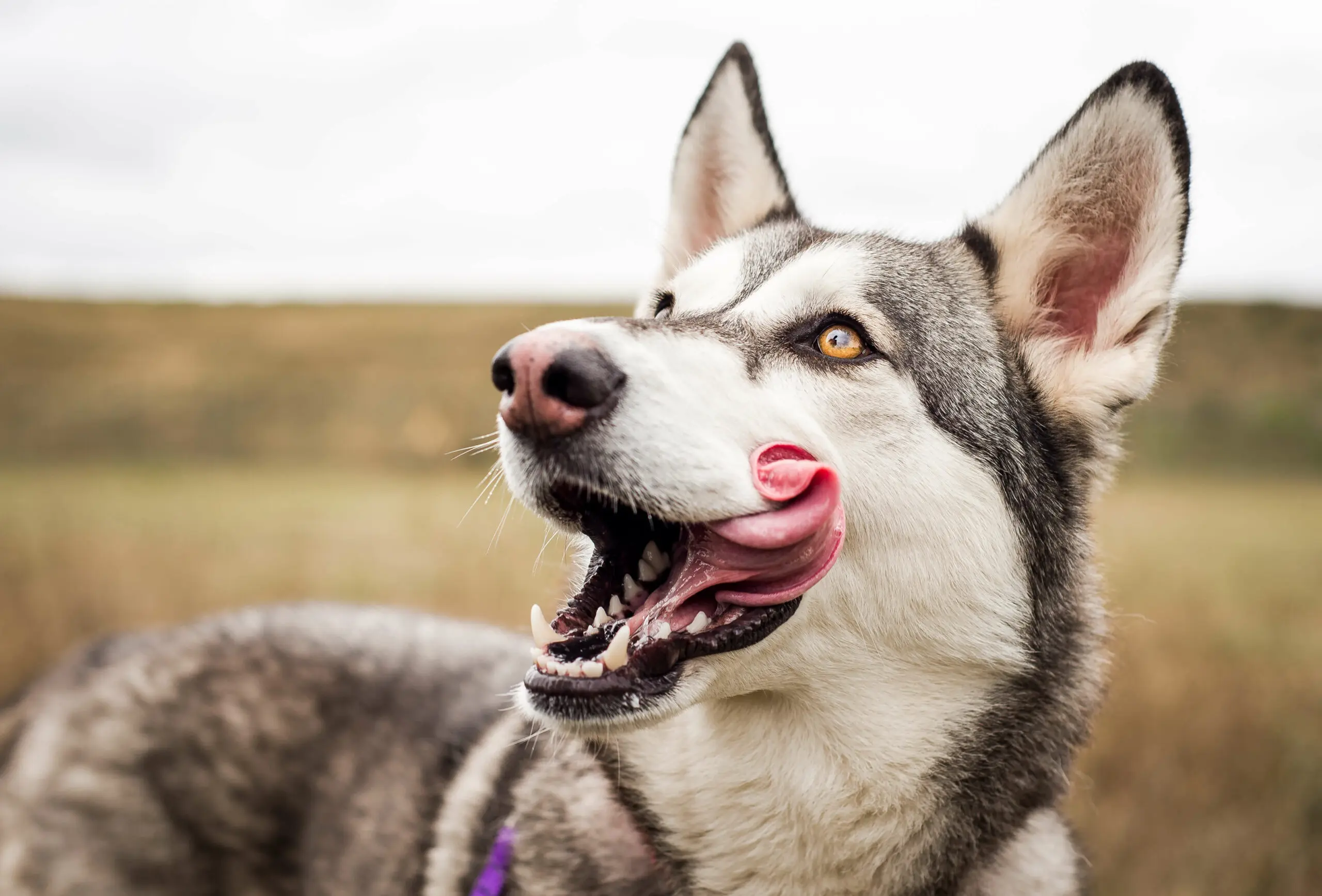 happy husky outdoor