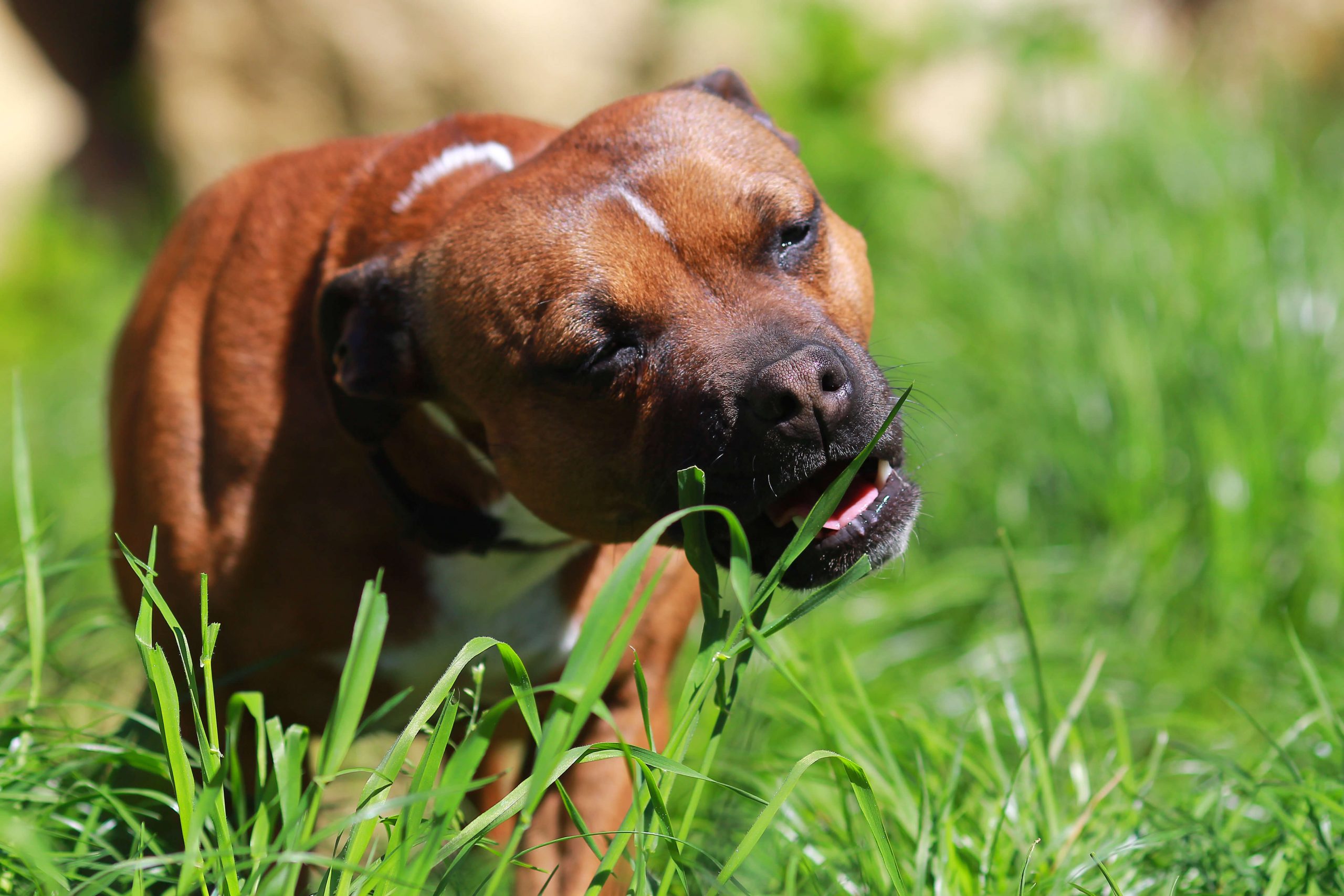 Odd eating habits in dogs | Kristina Johansen