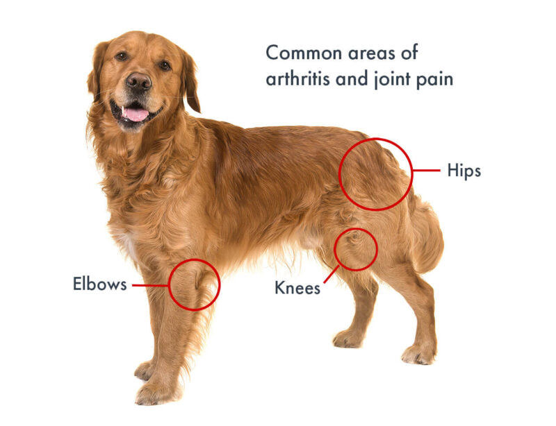 Photo of dog with circled areas of most commenn spots for arthritis