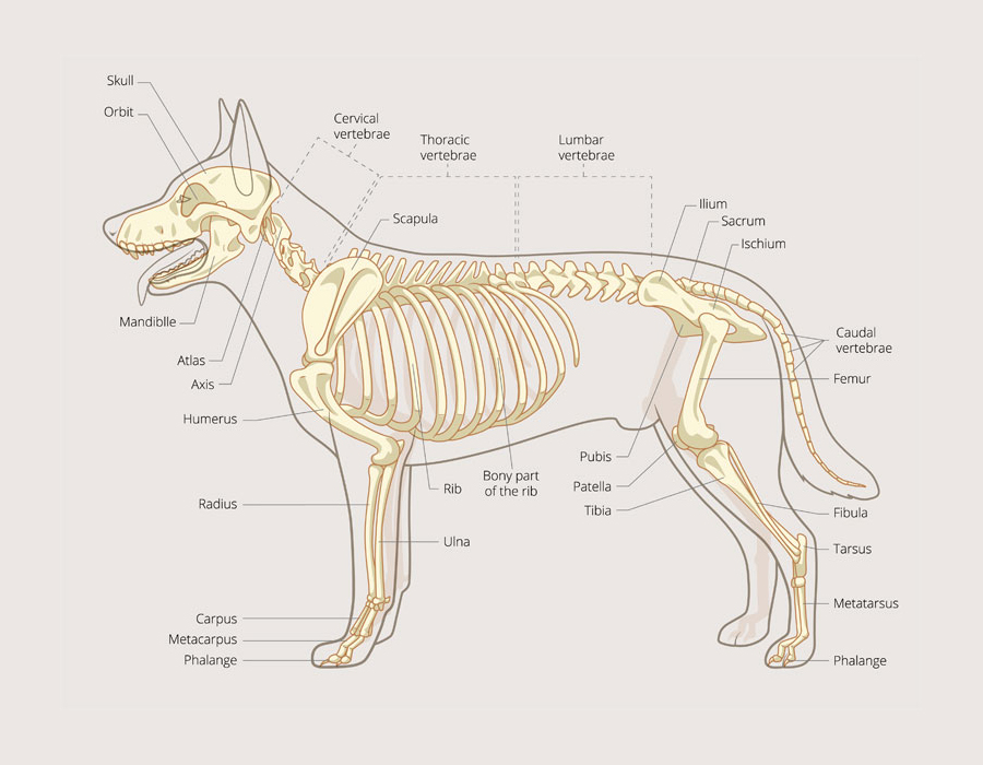 skeleton