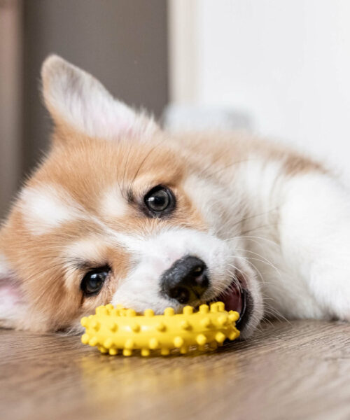 Puppy Diet Consultation