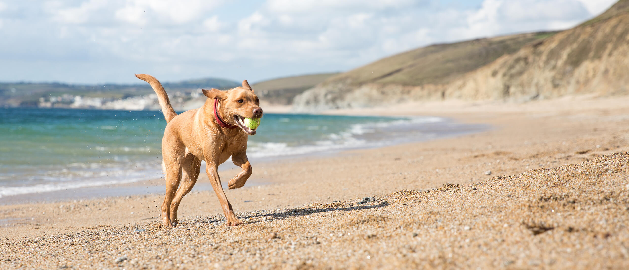 How I can help improve your dog's health