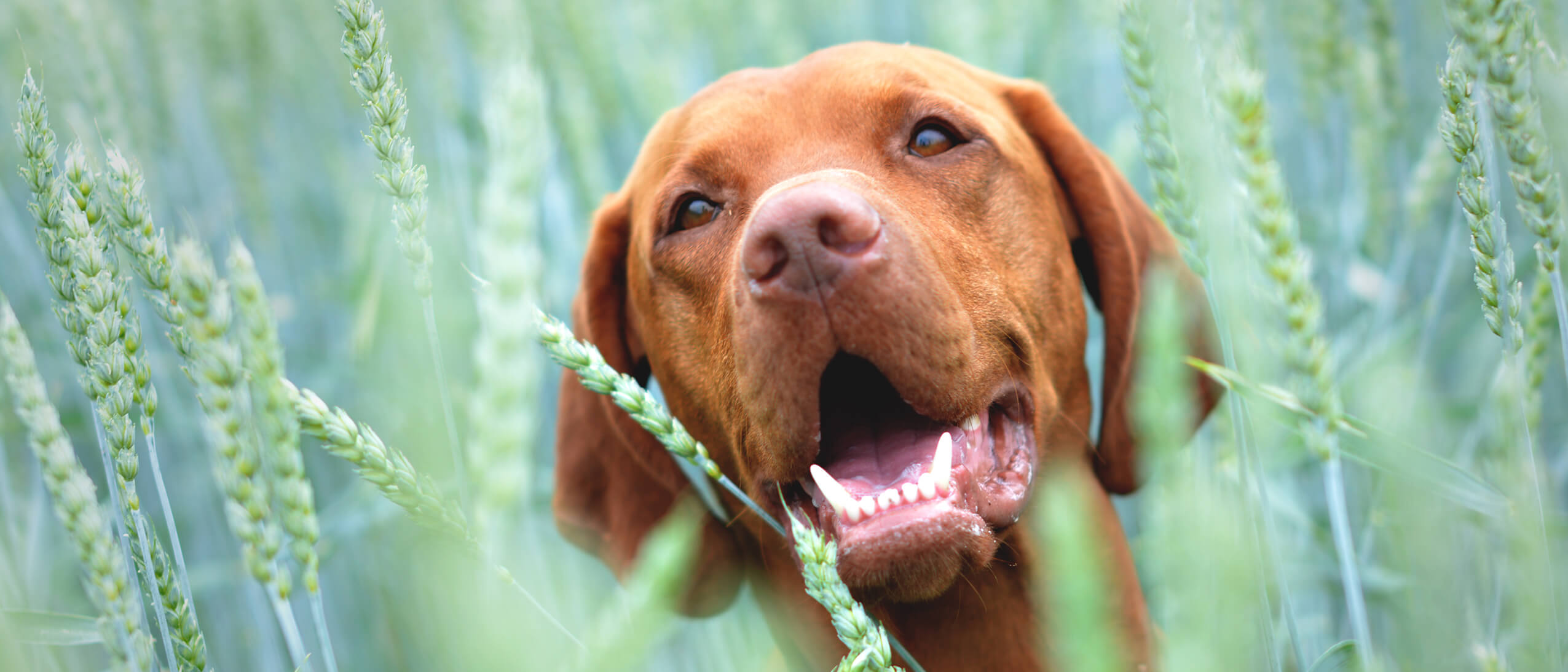 Diet & disease management