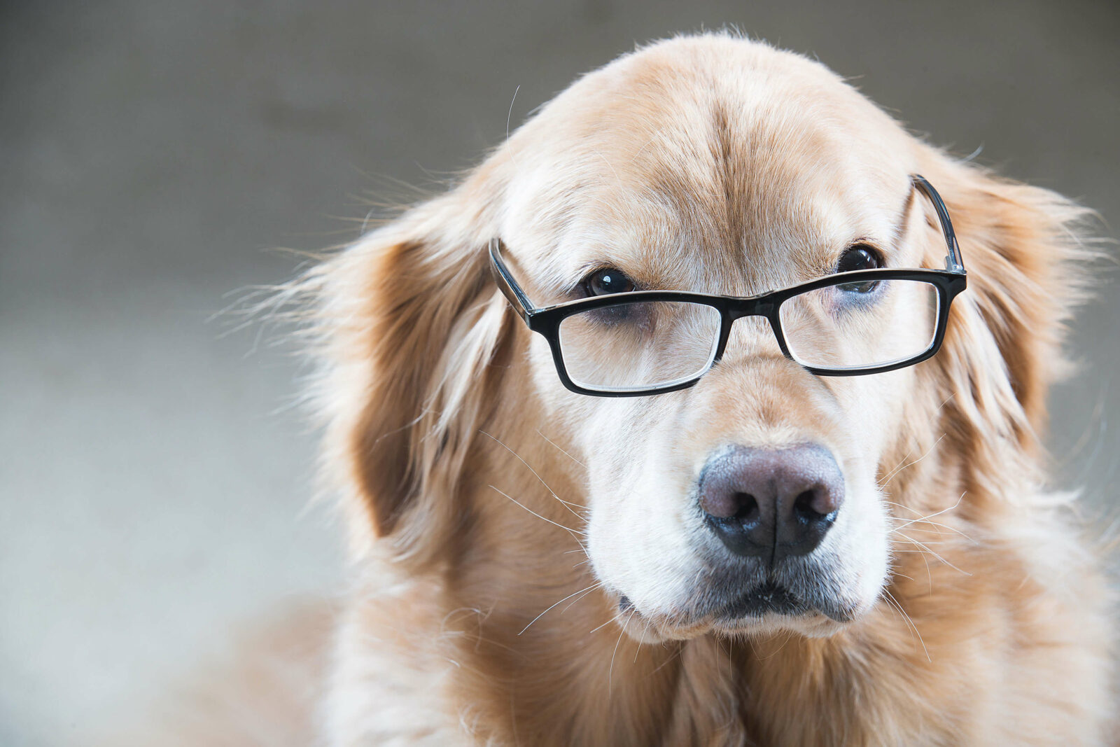 Senior Golden Retriever looking curious