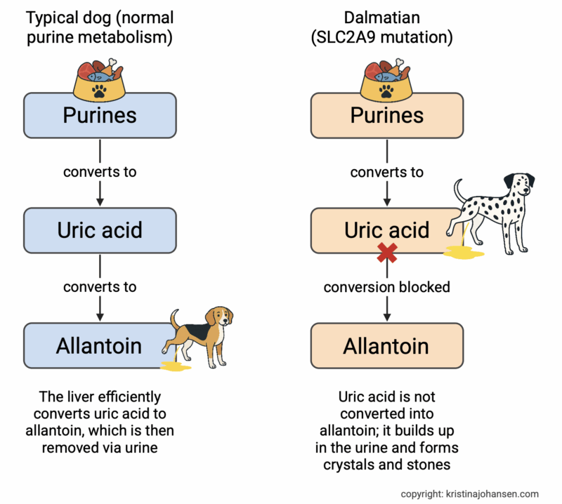 illustration of purine metabolism