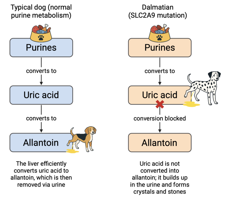 illustration of purine metabolism